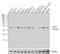 Eukaryotic translation initiation factor 2 subunit 1 antibody, AHO1182, Invitrogen Antibodies, Western Blot image 