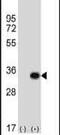 Glutamate-Cysteine Ligase Modifier Subunit antibody, PA5-26111, Invitrogen Antibodies, Western Blot image 