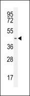 G Protein-Coupled Receptor 142 antibody, 55-742, ProSci, Western Blot image 