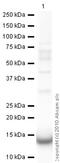 Galectin 1 antibody, ab25138, Abcam, Western Blot image 