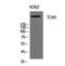 Talin 1 antibody, STJ97271, St John