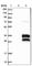 BRICHOS Domain Containing 5 antibody, HPA019197, Atlas Antibodies, Western Blot image 