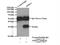 Aph-1 Homolog A, Gamma-Secretase Subunit antibody, 11643-1-AP, Proteintech Group, Immunoprecipitation image 