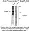 Gamma-Aminobutyric Acid Type B Receptor Subunit 2 antibody, NB100-61101, Novus Biologicals, Western Blot image 
