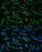 Dynamin 3 antibody, 15-903, ProSci, Immunofluorescence image 