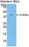 Keratin 8 antibody, MBS2001284, MyBioSource, Western Blot image 