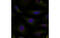 Histone Deacetylase 4 antibody, MBS837577, MyBioSource, Immunofluorescence image 