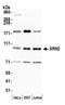 5 -3 exoribonuclease 2 antibody, NB100-57541, Novus Biologicals, Western Blot image 