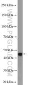 Cyclin Y Like 1 antibody, 26970-1-AP, Proteintech Group, Western Blot image 