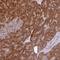 Ribosomal Protein L28 antibody, NBP2-13254, Novus Biologicals, Immunohistochemistry frozen image 