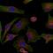 Niban Apoptosis Regulator 1 antibody, orb14703, Biorbyt, Immunofluorescence image 