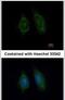 Protein Disulfide Isomerase Family A Member 3 antibody, PA5-29810, Invitrogen Antibodies, Immunofluorescence image 