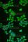 Melan-A antibody, A6290, ABclonal Technology, Immunofluorescence image 