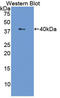 Lactotransferrin antibody, LS-C295073, Lifespan Biosciences, Western Blot image 