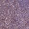 Fms Related Tyrosine Kinase 4 antibody, NBP2-68863, Novus Biologicals, Immunofluorescence image 