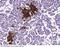 Insulin Like Growth Factor Binding Protein 7 antibody, 13100-T56, Sino Biological, Immunohistochemistry frozen image 