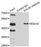 Egl-9 Family Hypoxia Inducible Factor 2 antibody, LS-C332016, Lifespan Biosciences, Immunoprecipitation image 