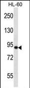 SP140 Nuclear Body Protein antibody, PA5-35126, Invitrogen Antibodies, Western Blot image 