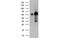 Kelch Like Family Member 2 antibody, MBS832212, MyBioSource, Western Blot image 