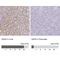 Growth Arrest Specific 2 antibody, NBP2-31733, Novus Biologicals, Immunohistochemistry paraffin image 