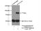 Guanylate Cyclase 1 Soluble Subunit Alpha 1 antibody, 12605-1-AP, Proteintech Group, Immunoprecipitation image 