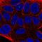 Tigger Transposable Element Derived 2 antibody, PA5-67151, Invitrogen Antibodies, Immunofluorescence image 