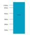 Delta Like Non-Canonical Notch Ligand 1 antibody, LS-C317679, Lifespan Biosciences, Western Blot image 