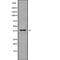  antibody, PA5-68180, Invitrogen Antibodies, Western Blot image 