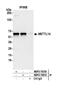 Methyltransferase Like 14 antibody, NBP2-76819, Novus Biologicals, Western Blot image 