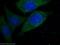 GRB2 Associated Binding Protein 2 antibody, 22549-1-AP, Proteintech Group, Immunofluorescence image 