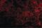 Interleukin 1 Receptor Like 1 antibody, PA5-20077, Invitrogen Antibodies, Immunofluorescence image 