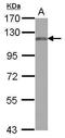 Mannosidase Alpha Class 2B Member 2 antibody, PA5-31781, Invitrogen Antibodies, Western Blot image 