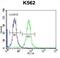 Sp6 Transcription Factor antibody, abx027150, Abbexa, Western Blot image 