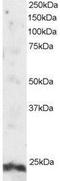 ADP Ribosylation Factor Like GTPase 4A antibody, NB100-1080, Novus Biologicals, Western Blot image 