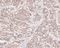 Heat Shock Transcription Factor 2 antibody, NBP2-80457, Novus Biologicals, Immunohistochemistry paraffin image 