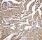 Troponin C, slow skeletal and cardiac muscles antibody, PA1779, Boster Biological Technology, Immunohistochemistry paraffin image 