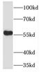 Transcriptional Adaptor 2B antibody, FNab08474, FineTest, Western Blot image 