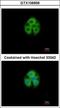 Glycine-N-Acyltransferase Like 1 antibody, GTX106956, GeneTex, Immunocytochemistry image 