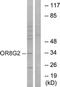 Olfactory receptor 8G2 antibody, LS-C121019, Lifespan Biosciences, Western Blot image 