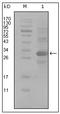 CD166 antigen antibody, AM20451SU-N, Origene, Western Blot image 