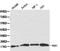 BCL2 Antagonist/Killer 1 antibody, LS-C192660, Lifespan Biosciences, Western Blot image 