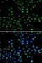 N-Acetyltransferase 10 antibody, orb373602, Biorbyt, Immunofluorescence image 