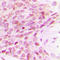 RNA Polymerase II Subunit E antibody, LS-C358245, Lifespan Biosciences, Immunohistochemistry frozen image 
