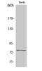 KAL antibody, STJ93813, St John