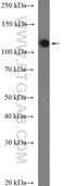 F4/80 antibody, 18705-1-AP, Proteintech Group, Western Blot image 