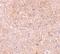 Caspase-13 antibody, 2245, QED Bioscience, Immunohistochemistry paraffin image 