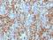 Integrin Subunit Beta 3 antibody, M00587, Boster Biological Technology, Immunohistochemistry frozen image 
