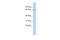 Potassium Voltage-Gated Channel Modifier Subfamily G Member 1 antibody, 25-264, ProSci, Western Blot image 