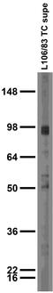 Gephyrin antibody, 73-443, Antibodies Incorporated, Western Blot image 