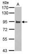 Amyloid Beta Precursor Protein Binding Family B Member 2 antibody, GTX110271, GeneTex, Western Blot image 